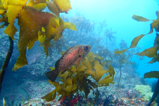 生物多様性やブルーカーボンに寄与する海洋生態保全